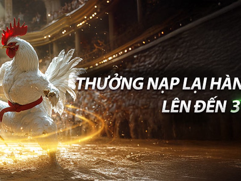 Sân đấu đá gà trực tiếp alo789 với những chú gà chiến