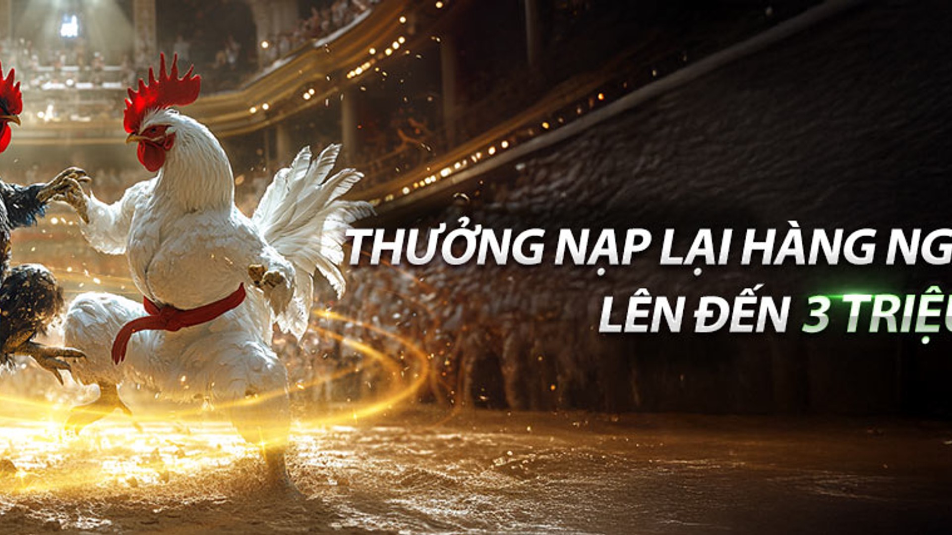 Đấu trường đá gà trực tiếp Alo789