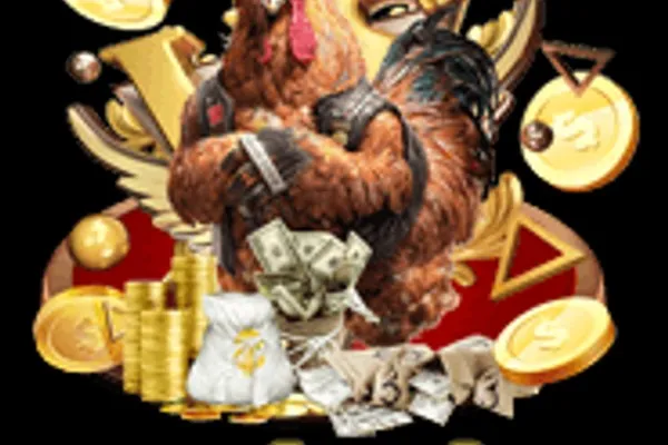 Kiểm tra gà chọi trước trận đấu