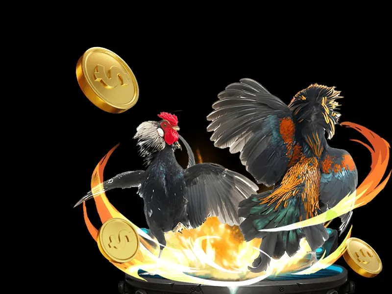 Trọng tài đang kiểm tra tình trạng gà chọi bị thương, thể hiện sự nghiêm ngặt trong phán quyết thắng thua của đá gà trực tiếp alo789.