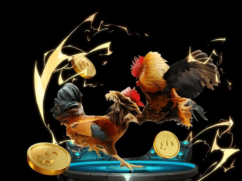 Hình ảnh nâng cao kiến thức về đá gà trực tiếp